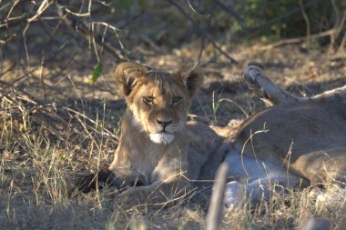 Aslan yavrusu çimenlerde yatıyor.