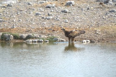 Sudaki büyük gri ayı..