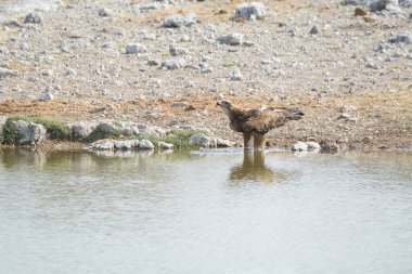 Sudaki bir ördek sürüsü.