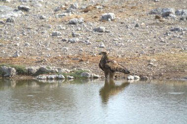 Vahşi kuşlar vahşi doğada
