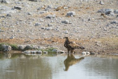 Kuş suyun içinde oturuyor.