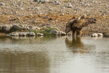 Kahverengi bir kurdun dikey çekimi.