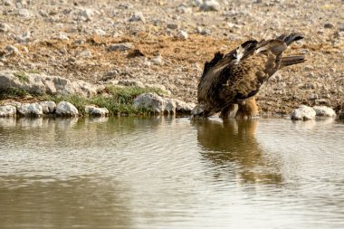 Vahşi doğada bir kuş