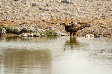 Güzel bir kuş görüntüsü.
