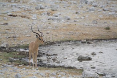 Vahşi doğada geyik