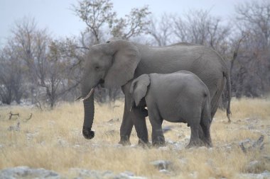 Afrika savanındaki fil.