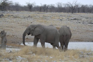 Etoşa Ulusal Parkı, Namibya, Afrika 'da fil içme suyu