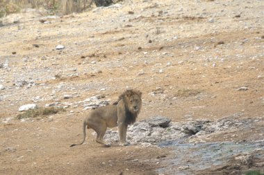 Kuzey İsrail kıyılarında vahşi doğada yürüyen bir aslan.