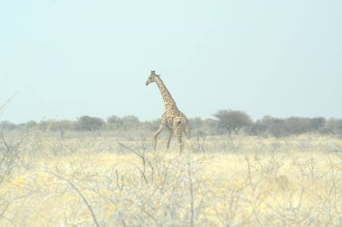 Afrika savanındaki zürafa