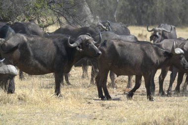 Vahşi Afrika Bizonu (syncerus caffer) savanada yürüyor, Kenya