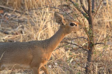 Vahşi doğada geyik