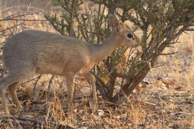 Doğadaki Afrika geyiği.