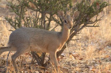 Ormanda güzel bir geyik
