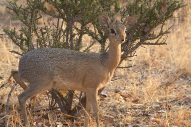 Ormanda genç bir geyik