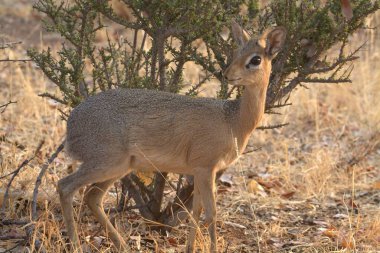 Ormandaki sevimli bir geyiğin yakın plan fotoğrafı.