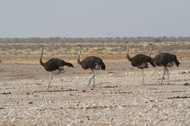 Bir grup devekuşu çölde yürüyor.