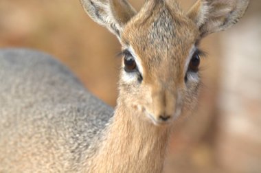 Ormanda bir geyiği yakından çek.
