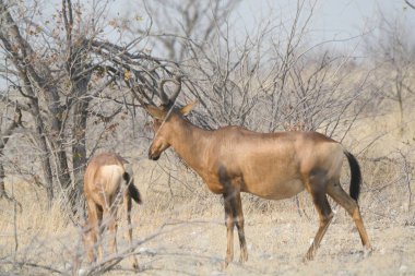 Afrika 'da vahşi antilop