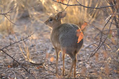 Gri geyik yerde yürüyor.