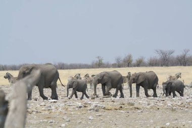 Etoşa Ulusal Parkı 'ndaki filler.