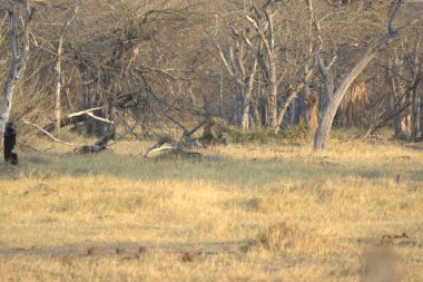 Ormanda bir grup geyik