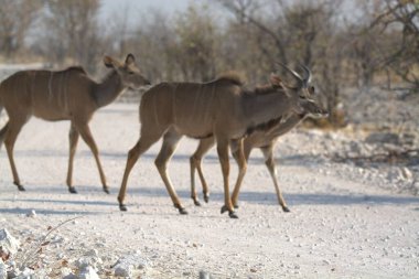 Ormandaki bir grup geyiğin yakın çekimi.