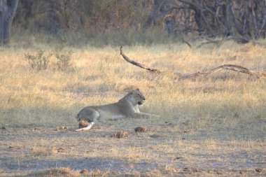 Kenya bozkırında dişi aslan.