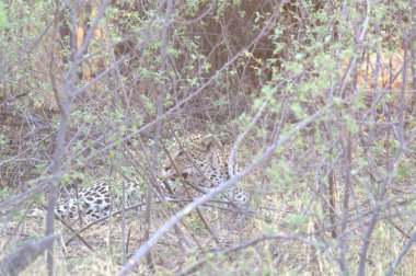 Vahşi doğadaki çita