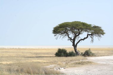 Savanadaki ağaç, savana doğası.