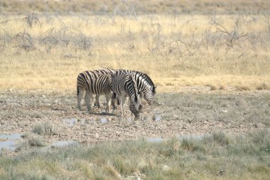 Namibya bozkırında zebra