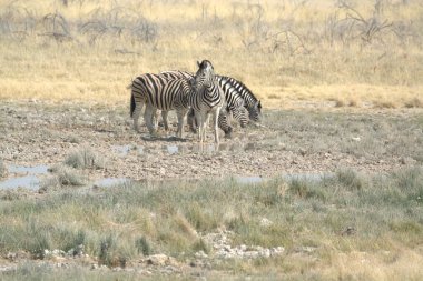 Çölde güzel bir zebra görüntüsü.