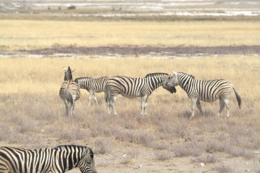 Afrika savana vahşi zebra