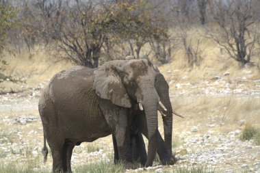 Afrika 'nın güneyindeki Kruger Ulusal Parkı' ndaki kuru çalılıklarda yürüyen büyük bir Afrika fili.