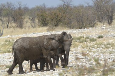 Etoşa Ulusal Parkı, Namibya 'da Afrika fili