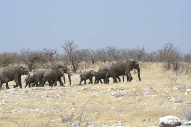 Zimbabwe savanındaki filler.