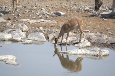 Suda su içen bir dişi.