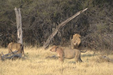 Savannah dişi aslan