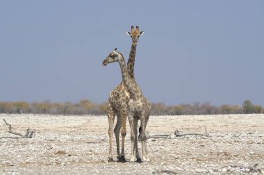 Afrika savanındaki zürafa
