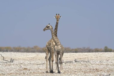 Kenya savanasında zürafa