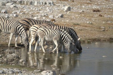 Sudaki bir grup zebra.