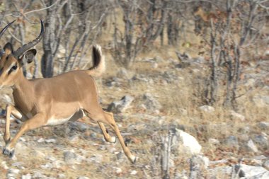 kırmızı geyik (ruelus ruelapus) )