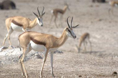 Parktaki güzel bir geyik manzarası.