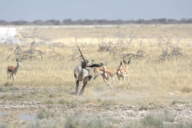 Etoşa Ulusal Parkı, Namibya 'da bir zebra sürüsü.