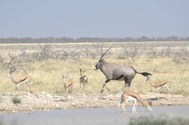 Savanadaki vahşi bir geyik sürüsü.