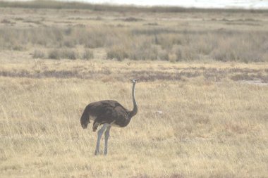 Savanadaki devekuşu.