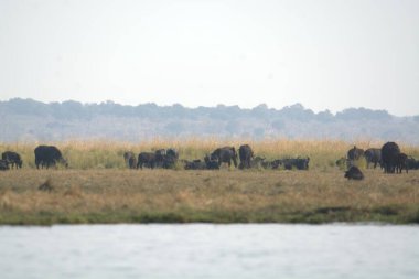 Kenya bozkırında bir fil sürüsü.