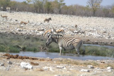 Etoşa 'da bir zebra