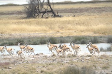 Vahşi hayvanlar, vahşi yaşam.