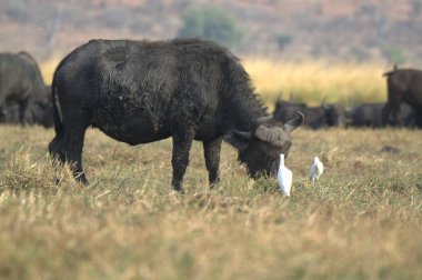 Bir grup beyaz - siyah - beyaz bufalo bozkırda