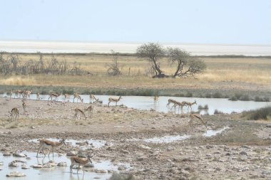 Kenya bozkırında bir kuş sürüsü